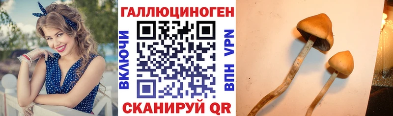 Псилоцибиновые грибы Psilocybe  Тихорецк 
